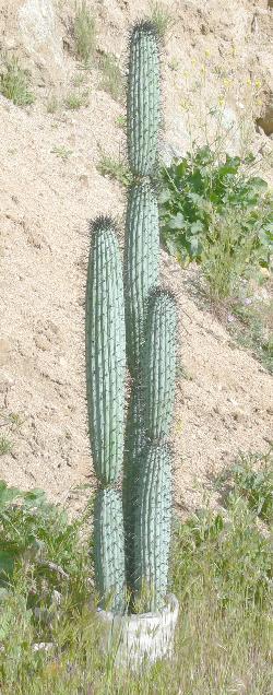 Maxican cactus or saguaro cactus