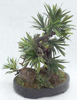 protocarpus artificial bonsai
