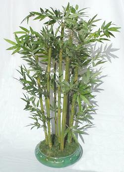mini bamboo bonsai plant with pot