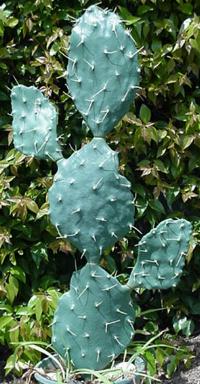 prickly cactus