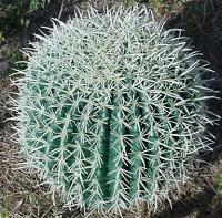barrel cactus