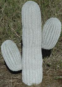 Mexican cactus