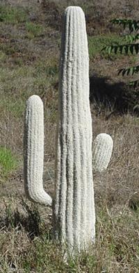 Maxican cactus