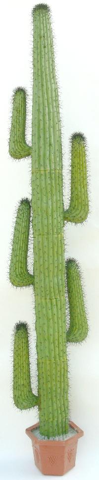 Mexican cactus or saguaro cactus