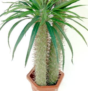 artificial cactus with leaves