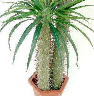 fake cactus