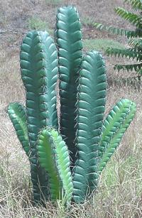 column cactus