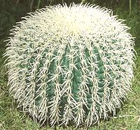 barrel cactus