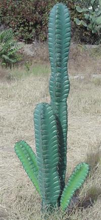 Column cactus