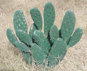 beavertail cactus